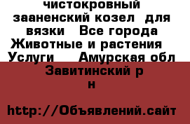 чистокровный зааненский козел  для вязки - Все города Животные и растения » Услуги   . Амурская обл.,Завитинский р-н